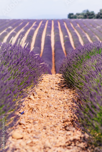 Lavender flowers blooming field in France