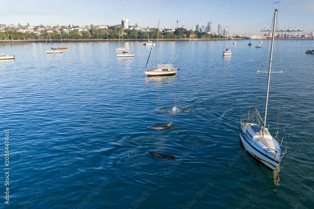 Obraz premium A pod of dolphins swims near sailboats in Auckland Harbour, New Zealand. The city skyline is visible in the background.