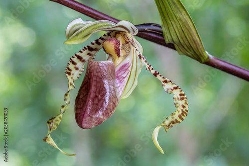 Closeup view of opening flower of paphiopedilum supardii tropical lady slipper orchid species isolated outdoors on natural background