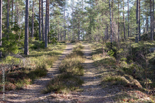 Slika na platnu Dirt path winding through a dense forest with tall pine trees and underbrush in