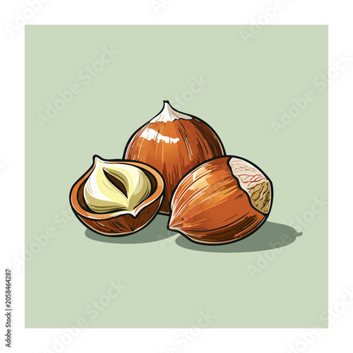 Hand Drawn Hazelnuts with Shells and Kernel