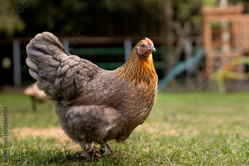 Valokuva Beautiful free-range hen standing on green grass in a farmyard setting