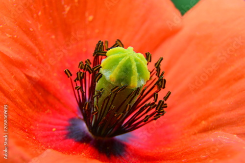 Canvas Print Macro photograph of the central part of a bright red poppy flower with a green s