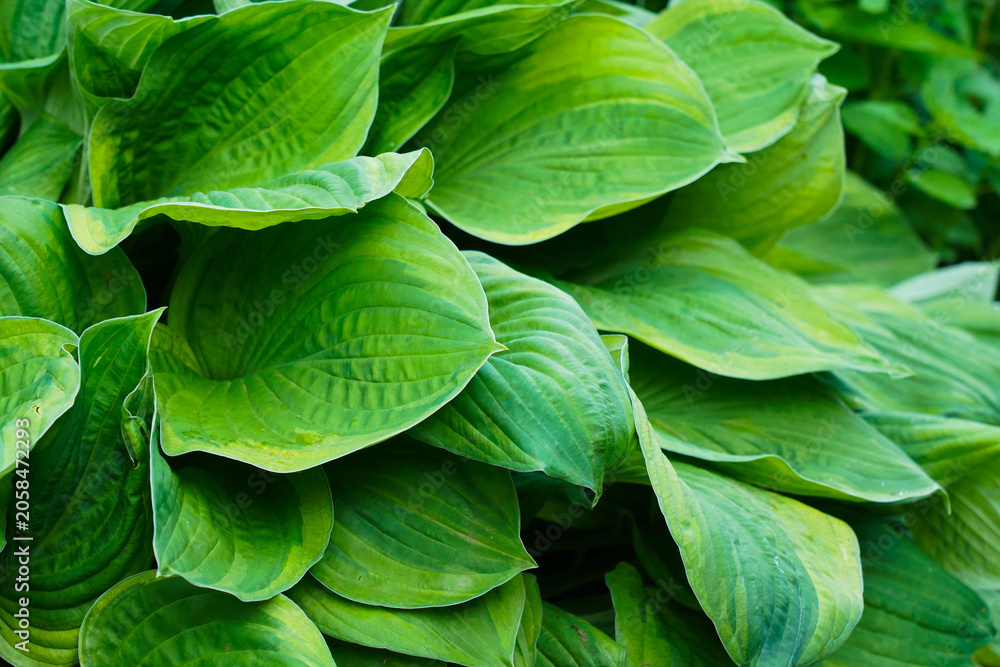 Fototapeta premium Lush Greenery: A Close-Up View of Vibrant Hostas with Unique Leaf Texture Showcasing Nature's Splendor in a Picturesque Garden Setting