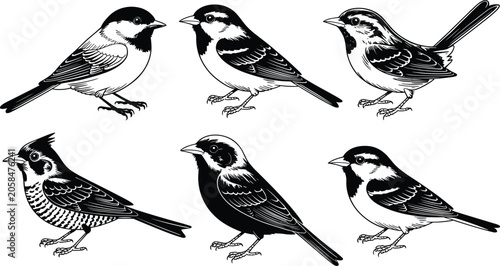 Konstfotografi Black and white vector illustration set of small songbirds and chickadees for na