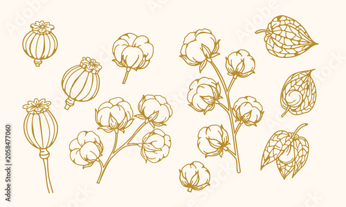 Fotografija Autumn botanicals line art collection featuring cotton stems, physalis lanterns