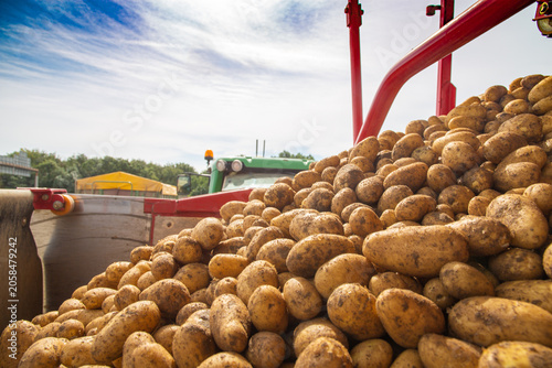 Landwirtschaftliches Kartoffeln Roden