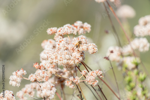 A honey bee rests atop a California Buckwheat bloom in San Dieguito Rover Park near Lake Hodges