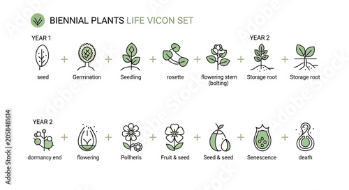 Tableau sur toile Biennial plants life cycle infographic icons set
