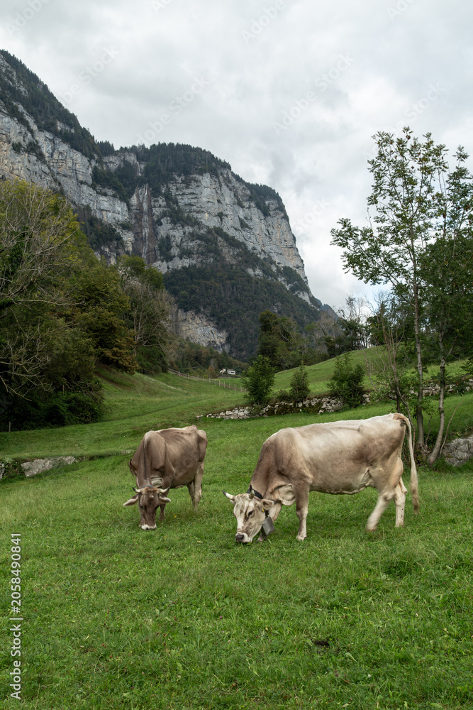 Fototapeta premium Herd of cows grazing in the alpine meadow
