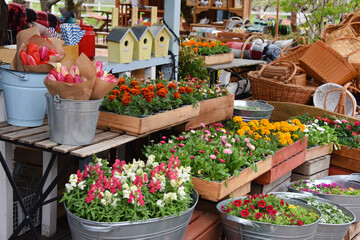 Colorful potted spring flowers displayed in metal tubs and wooden crates at a market for Easter and Mother's Day