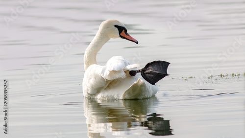 Foto swan on the lake