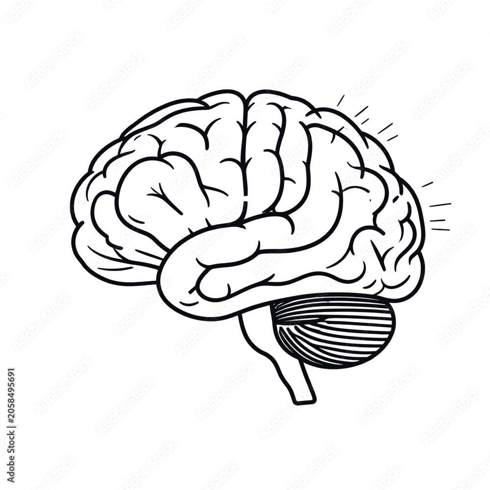 Fototapeta premium A simplified illustration of a human brain with radiating lines
