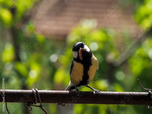 A beautiful Great Tit (Parus major) perched on a wire, holding a caterpillar in its beak. This expressive image captures a natural feeding moment of this common European songbird in bright natural lig
