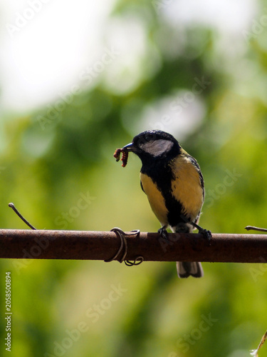 A beautiful Great Tit (Parus major) perched on a wire, holding a caterpillar in its beak. This expressive image captures a natural feeding moment of this common European songbird in bright natural lig