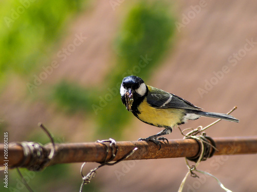 A beautiful Great Tit (Parus major) perched on a wire, holding a caterpillar in its beak. This expressive image captures a natural feeding moment of this common European songbird in bright natural lig