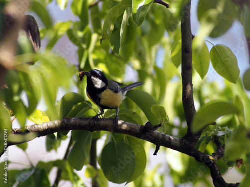 A beautiful Great Tit (Parus major) perched on a tree, holding a caterpillar in its beak. This expressive image captures a natural feeding moment of this common European songbird in bright natural lig