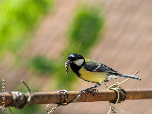 A beautiful Great Tit (Parus major) perched on a bar, holding a caterpillar in its beak. This expressive image captures a natural feeding moment of this common European songbird in bright natural lig