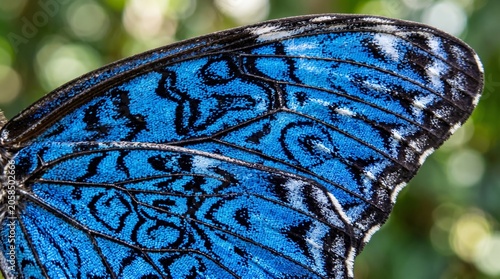 Butterfly wing macro close up showing intricate patterns colorful textures and natural design