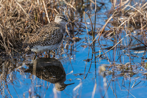 Photography Wood sandpiper, Tringa glareola