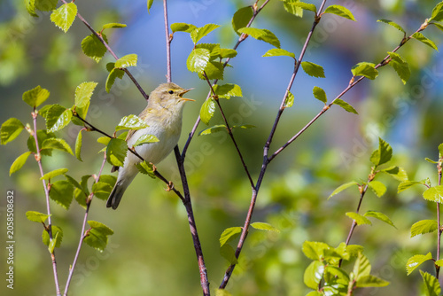 Canvas Print Willow warbler, Phylloscopus trochilus, sitting in a birch tree