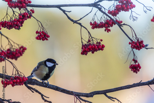 Photography Great tit, Parus major sitting in a Rowan tree