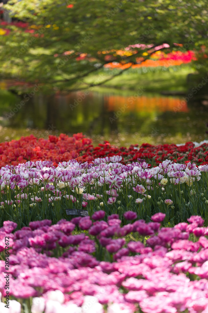 Fototapeta premium 東京都にある公園のチューリップ