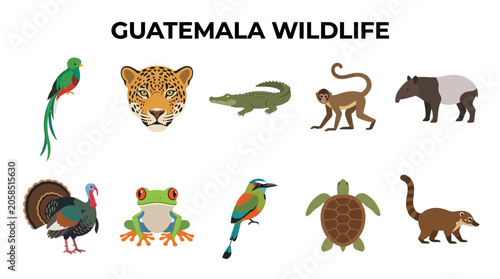 Canvas Print Guatemala Wildlife Animals and Birds Illustration.
