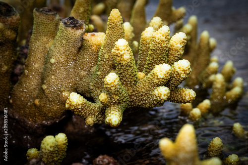 Foto branching coral showcasing detailed textures of tiny polyps on its surface