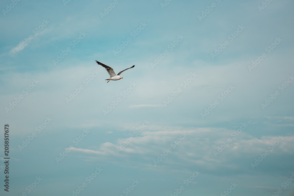 Obraz premium Distant Seagull Flying Across Cloudy Blue Sky