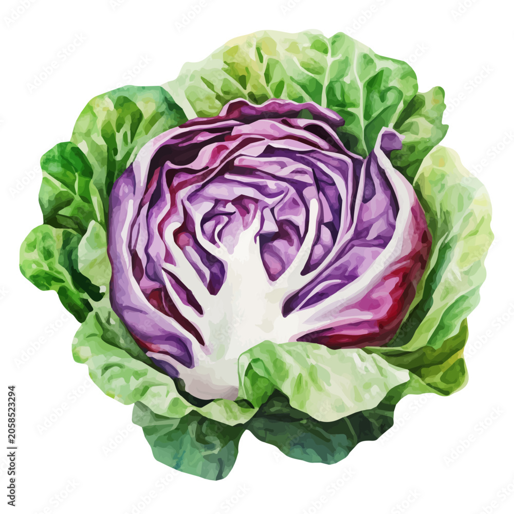 Obraz premium Coleslaw, detailed watercolor clipart vector, isolated on a pure white background.