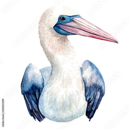Tableau sur toile Booby, soft hand-painted watercolor illustration, isolated on a white background