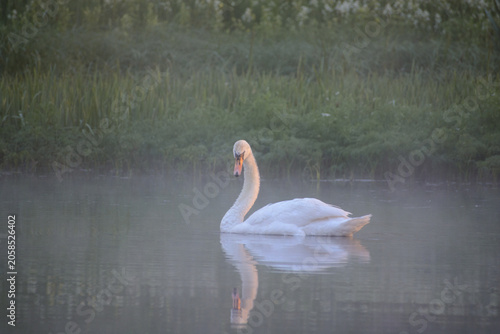 Schilderij op canvas A graceful white mute swan swims peacefully on a calm, misty lake during a seren