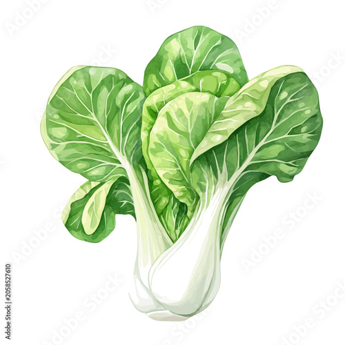 Картината върху платно Bok Choy, realistic watercolor illustration vector, isolated on a white background