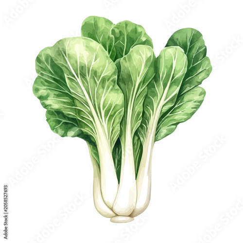 Bild auf Leinwand Watercolor illustration painting of Bok Choy, minimal, isolated on a white background