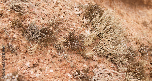 Konstfotografi Biota of Gran Canaria - Orchilla Lichen, Roccella canariensis, Historically Harv