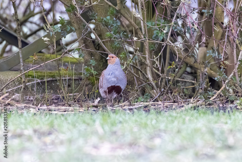 Foto Rebhuhn (Perdix perdix) in freier Natur, seltener Hühnervogel im natürlichen Leb