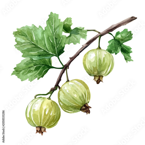 Bild auf Leinwand Gooseberry On A Tree Branch, soft hand-painted watercolor illustration, isolated on a white background