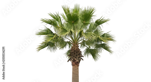A single green palm tree with large lush leaves standing tall in a bright tropical environment isolated on transparent background