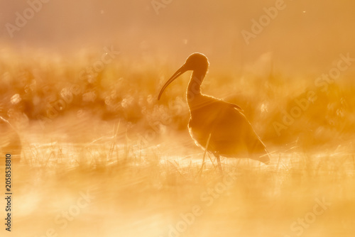 Photography Glossy ibis standing in shallow water at golden sunrise, close-up majestic wildl