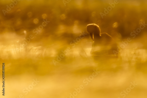 Canvas Print Glossy ibis standing in shallow water at golden sunrise, close-up majestic wildl