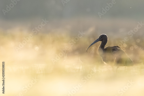 Canvas Print Glossy ibis standing in shallow water at golden sunrise, close-up majestic wildl