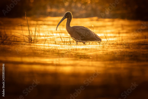 Photography Glossy ibis standing in shallow water at golden sunrise, close-up majestic wildl