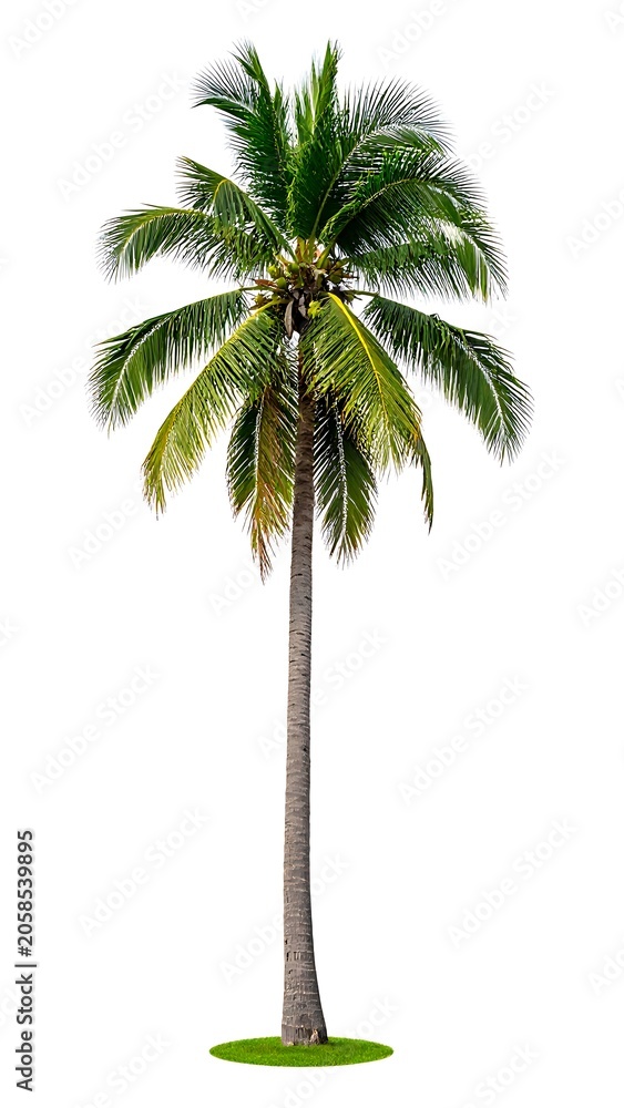 Fototapeta premium A tall palm tree with green leaves on a small patch of grass