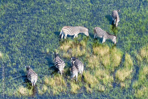 Aerial shot of a herd of Zebras grazing in the Okavango delta wetlands in Botswana.
