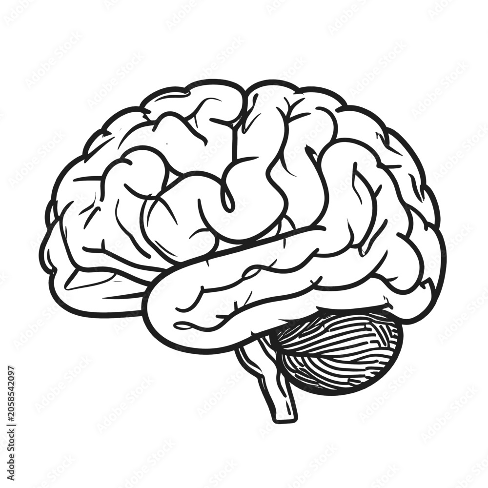 Fototapeta premium A detailed line drawing of a human brain with cerebellum