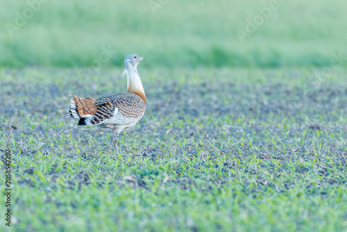 Great bustards in a green field, rare wildlife photography of endangered otis tarda / Großtrappen auf einem Feld, seltene Naturfotografie der vom Aussterben bedrohten Großvögel in ihrem Lebensraum