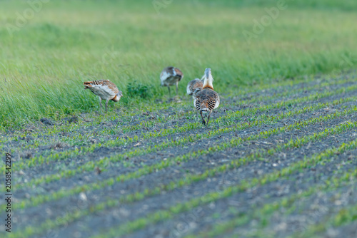 Great bustards in a green field, rare wildlife photography of endangered otis tarda / Großtrappen auf einem Feld, seltene Naturfotografie der vom Aussterben bedrohten Großvögel in ihrem Lebensraum
