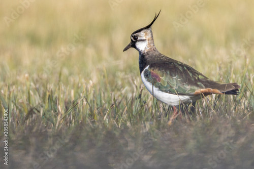 Obraz na płótnie Northern lapwing perched on a meadow, close-up wildlife photography with beautif