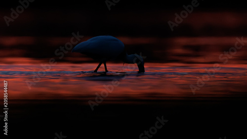 Obraz na płótnie Eurasian spoonbill at golden sunrise, majestic wildlife photography of bird in f